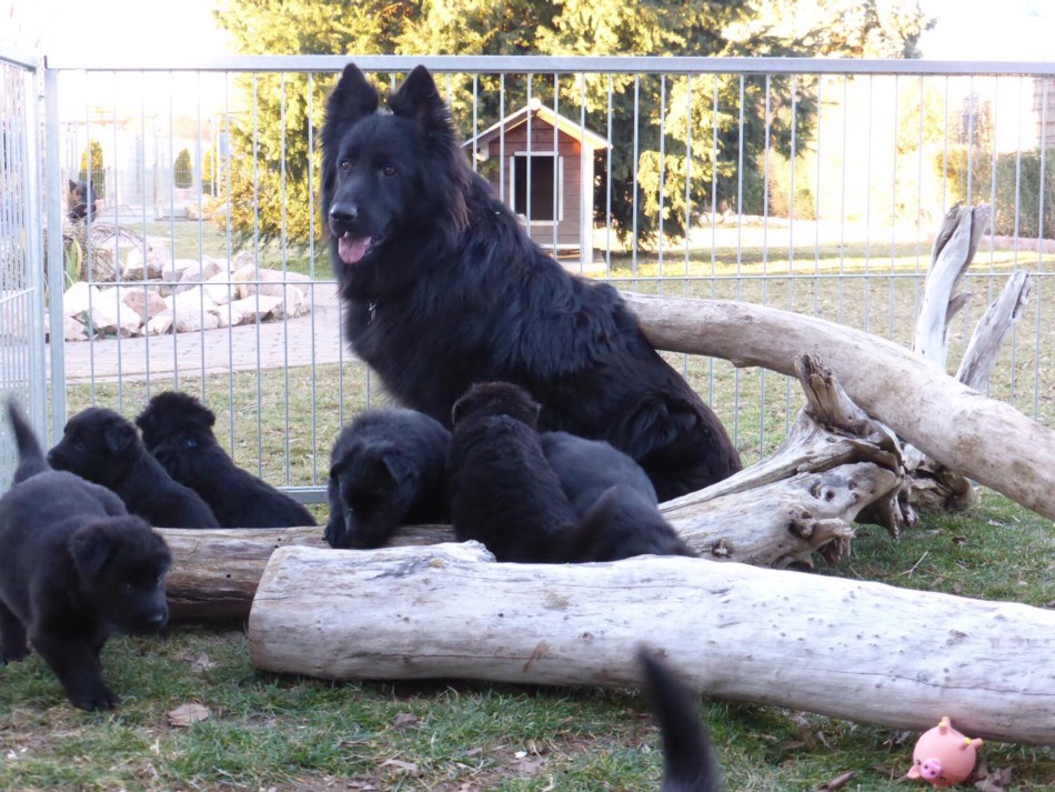 Altdeutsche Schäferhundwelpen