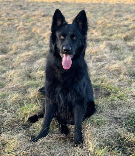 Wer Hunde nicht gut behandelt, sollte nie mehr einen Hund halten dürfen